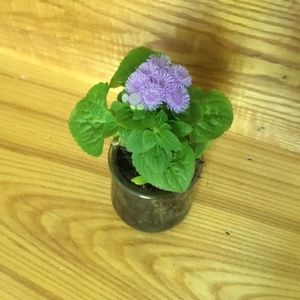 Aloha dwarf blue flowers